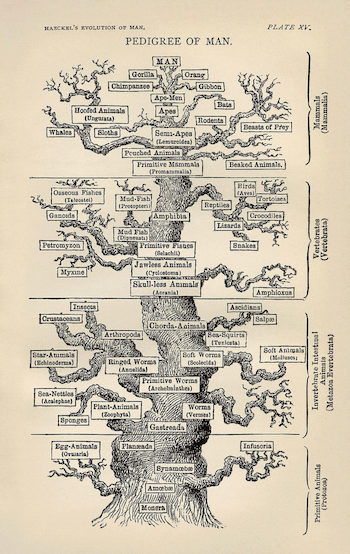 006 Larbre de levolution selon Haeckel