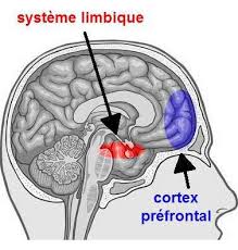 009 systeme limbique