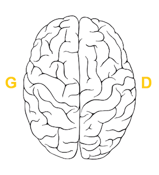 012 cerveau droit cerveau gauche