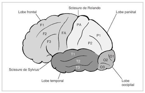 013 cerevau frontal et occipital