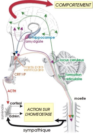 012 stress et hypohlamus