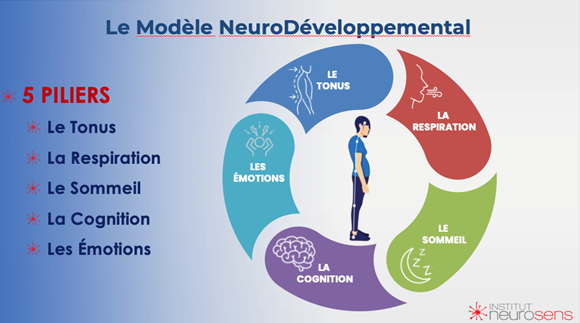 modèle neurodéveloppemental