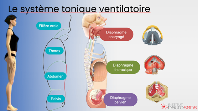 le système tonique ventilatoire : 3 diaphragmes