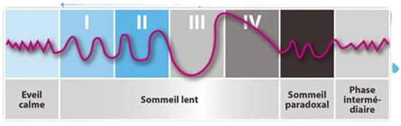 ondes du sommeil : 4 étapes